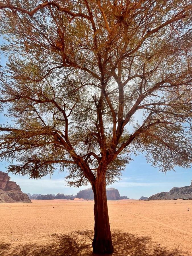 Joy Of Life - Wadi Rum Camp Exteriér fotografie